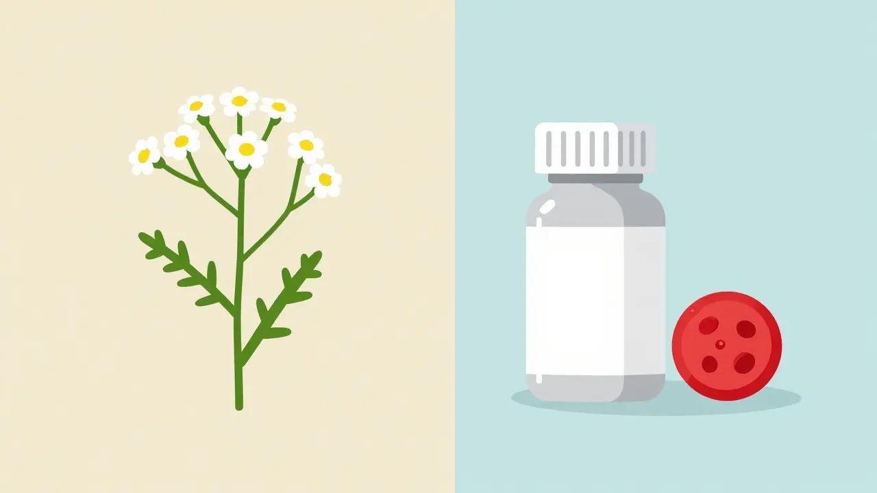 Feverfew and Anticoagulants: Bleeding Risk Assessment