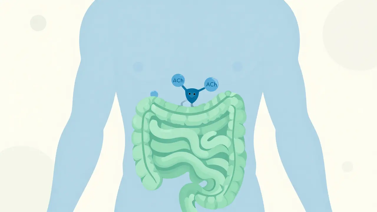 Antispasmodics: Navigating Anticholinergic Drug Interactions Safely